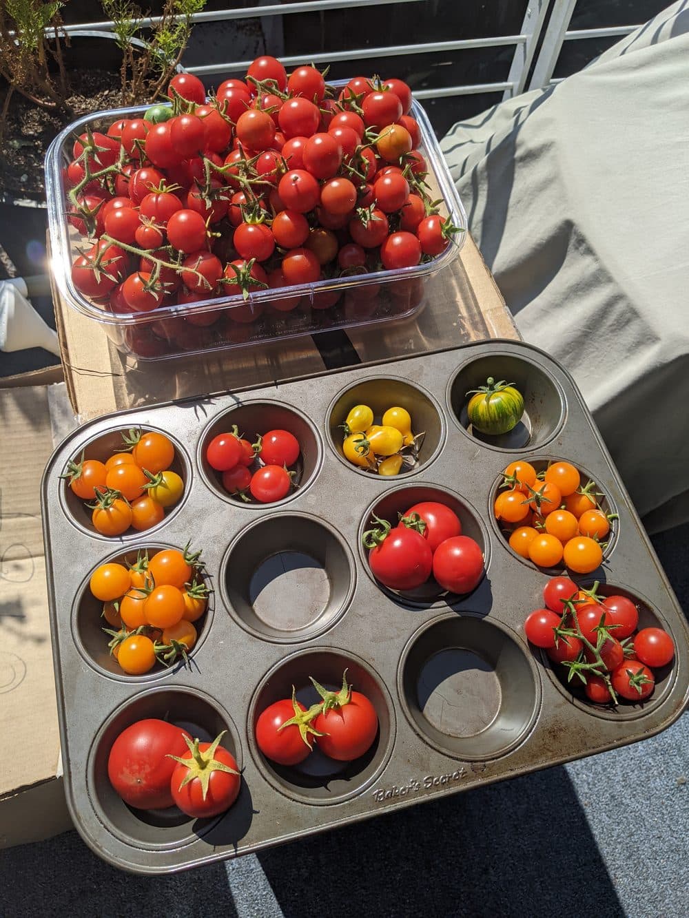 A tomato harvest from Ryan's garden