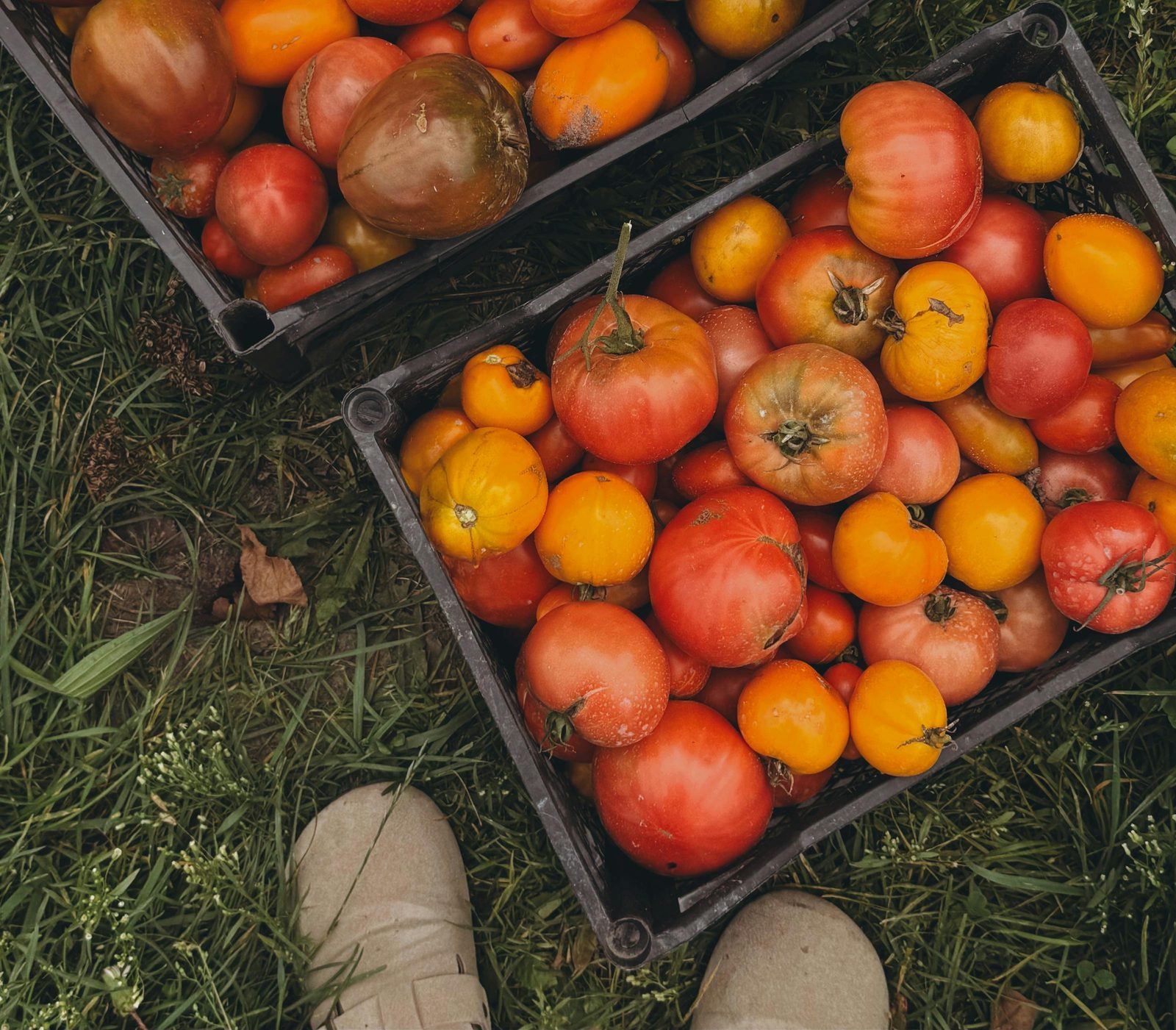 Heirloom tomatoes in crates at a farmers market